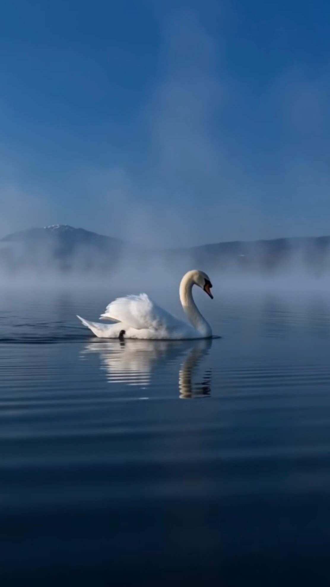 🦢 Swan Lake Collection