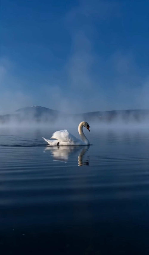 Fade into Blue | Premium Dynamic Screen Saver