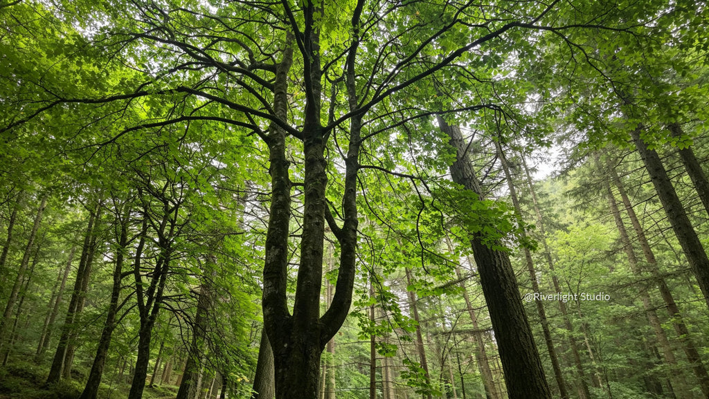 Under the Green Canopy — woodland tree preview, @Riverlight Studio