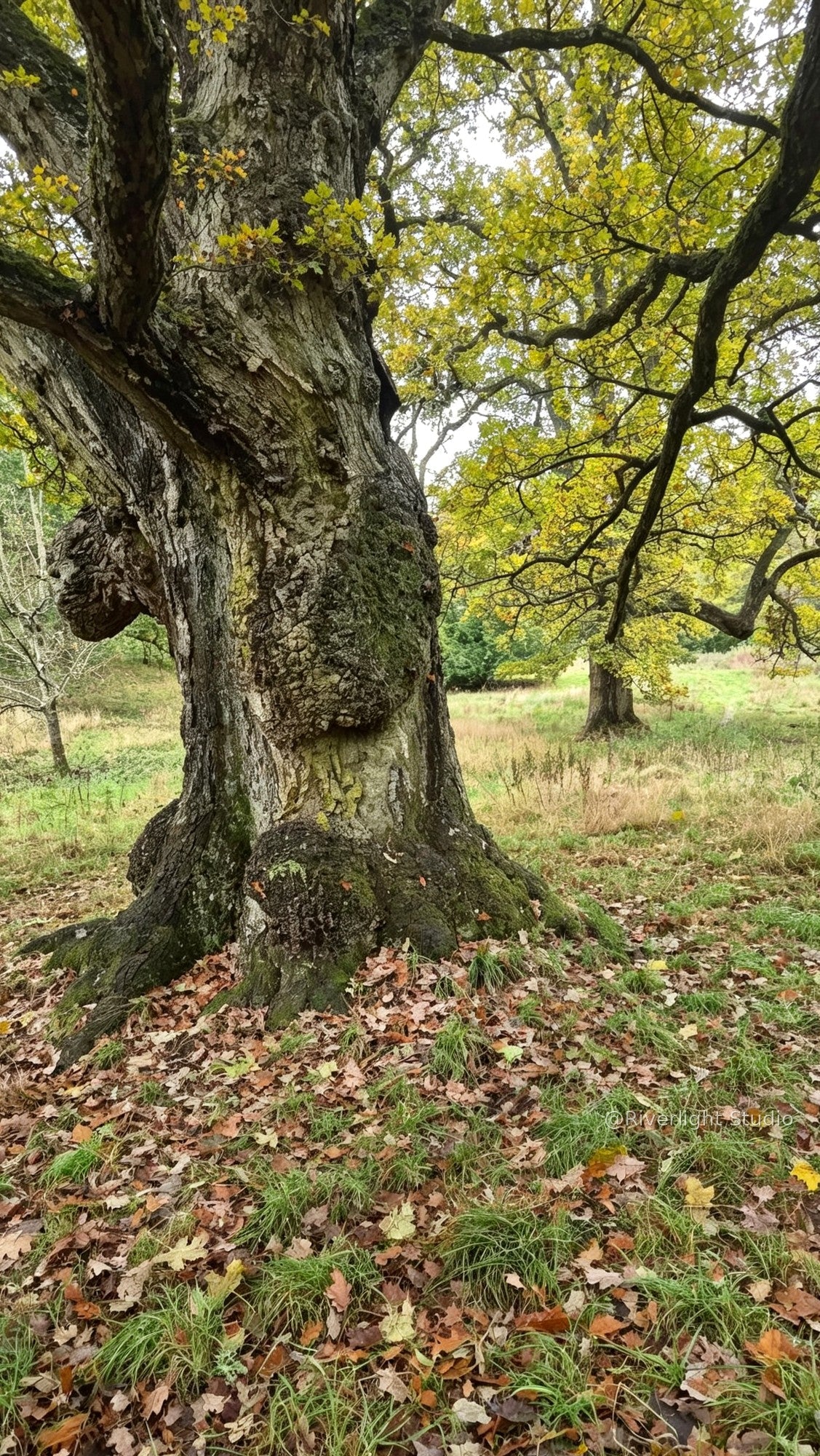 Original ancient tree photograph in the Scottish Borders with golden-green foliage, Riverlight Studio watermarked preview.